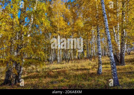 Schöne romantische Landschaft mit goldenen Blätter der Birken im Herbst Wald Jahreszeit - helle Herbst Hintergrund bei warmen und sonnigen Tag im September mit Cloud Stockfoto