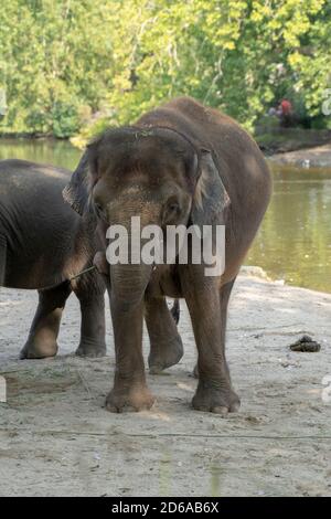 Indische Elefanten genießen gutes Wetter und spielen Stockfoto