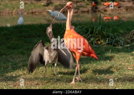 Scharlachrote Ibis beim Umherlaufen und Sonnenbaden Stockfoto