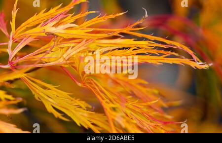 Acer palmatum ‘Inaba-shidare’ Blätter drehen sich im Herbst zu schön Schattierungen von verbranntem Orange Stockfoto