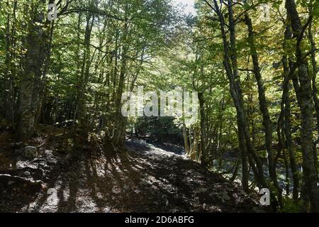 Viggianello, Italien. Oktober 2020. Ein Blick in den Wald von Piano Ruggio auf etwa 1550 Meter Höhe, auf die Pollino Berge in Basilicata, Süditalien. Sehr beliebtes Touristenziel das ganze Jahr über. Kredit: Unabhängige Fotoagentur/Alamy Live Nachrichten Stockfoto