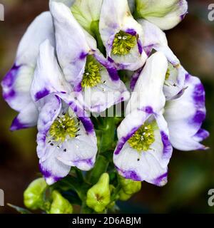 Schöne lila & weiße Aconitum auch als Aconit, Monkshood bekannt Stockfoto