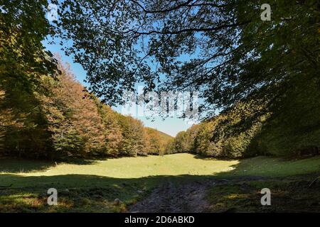Viggianello, Italien. Oktober 2020. Ein Blick in den Wald von Piano Ruggio auf etwa 1550 Meter Höhe, auf die Pollino Berge in Basilicata, Süditalien. Sehr beliebtes Touristenziel das ganze Jahr über. Kredit: Unabhängige Fotoagentur/Alamy Live Nachrichten Stockfoto