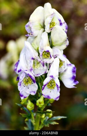 Schöne lila & weiße Aconitum auch als Aconit, Monkshood bekannt Stockfoto