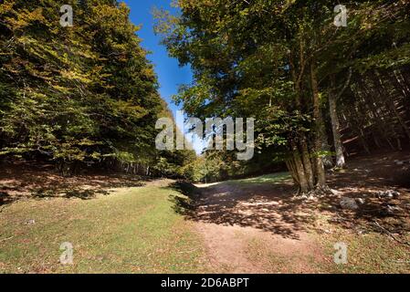 Viggianello, Italien. Oktober 2020. Ein Blick in den Wald von Piano Ruggio auf etwa 1550 Meter Höhe, auf die Pollino Berge in Basilicata, Süditalien. Sehr beliebtes Touristenziel das ganze Jahr über. Kredit: Unabhängige Fotoagentur/Alamy Live Nachrichten Stockfoto