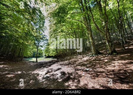 Viggianello, Italien. Oktober 2020. Ein Blick in den Wald von Piano Ruggio auf etwa 1550 Meter Höhe, auf die Pollino Berge in Basilicata, Süditalien. Sehr beliebtes Touristenziel das ganze Jahr über. Kredit: Unabhängige Fotoagentur/Alamy Live Nachrichten Stockfoto