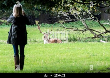 Besucher des Hirschparks um Holkham Hall im Norden Norfolks, der einen Damhirsch fotografiert. Stockfoto