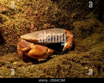 Nahaufnahme eines Krebs-Pagurus, auch als essbare Krabbe oder braune Krabbe bekannt. Bild von den Wetterinseln, Schweden Stockfoto