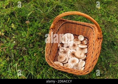 Pilze in einem Korb. Pilzsammeln. Chlorophyllum rhacodes. Pilze im Gras auf der Wiese nach dem Regen. Wasser tropft auf Gras. Stockfoto