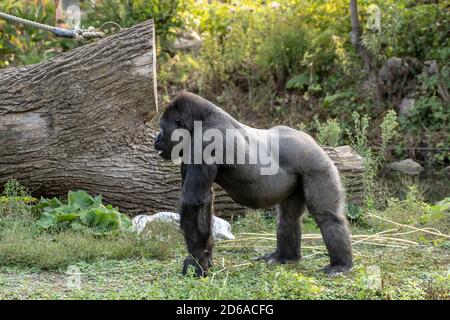 Riesiger Gorilla-Männchen, der auf dem Gras läuft Stockfoto