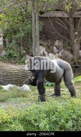 Riesiger Gorilla-Männchen, der auf dem Gras läuft Stockfoto