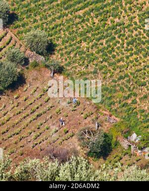 Portugal. Zwei Arbeiter in den Weinbergen entlang des Douro Flusses zwischen Paso da Regua und Pinhao am Viseu Distrikt oder südlichen Ufer des Flusses. Das Al Stockfoto