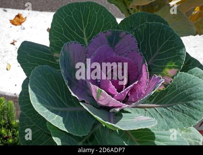 Dekorative Grünkohl (brassica oleracea) aus der Nähe im Garten Sardinien Stockfoto