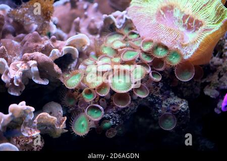 Grünalgen im Aquarium. Verschiedene Arten von Algen und Pflanzen unter Wasser. Reiner Hintergrund im Aquarium. Stockfoto