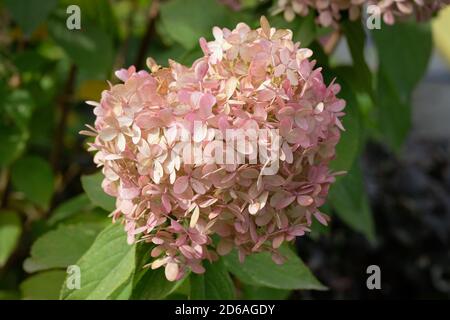 Panikierte Hortensien Grandiflora. Schöne rosa Pastellblumen der Färbung Hydrangea Limelight Paniculata in Nahaufnahme, Herbst Herbst Hintergründe. Herbst c Stockfoto