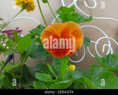 Orange Viola Blume aus nächster Nähe. Viola Blume in einem Topf für die Dekoration der Terrasse des Hauses. Kleine orange Blume. Stockfoto