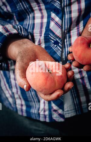 Bauernhände halten reife Pfirsiche aus der neuen Ernte Stockfoto