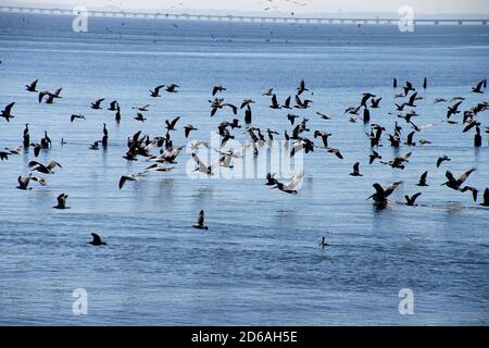 Braune Pelikane (Pelecanus occidentalis), Möwen und Kormorane, die auf dem Columbia River in Washington fliegen Stockfoto