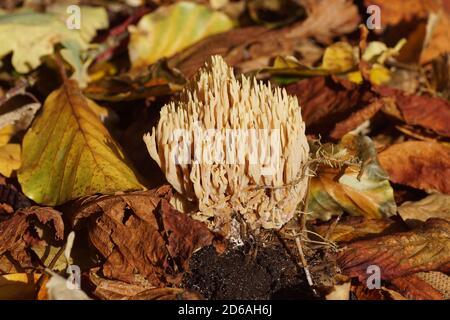 Strenge-Ast-Koralle (Ramaria stricta) ein Korallenpilz der Familie Gomphaceae in einem holländischen Garten im Herbst. Niederlande, Oktober Stockfoto