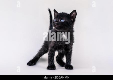Schöne kleine schwarze Katze sieht kurierig aus und posiert auf Weiß Hintergrund Stockfoto