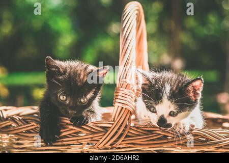 Schöne kleine schwarz-weiße Katzen suchen neugierig von der Korb Stockfoto