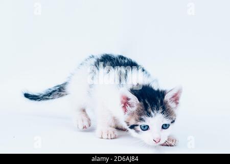 Schöne gefleckte schüchterne weiße schwarze Katze auf weißem Hintergrund Stockfoto