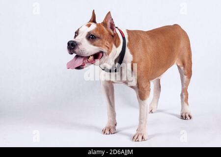 Cute american staffordshire Terrier isoliert auf einem weißen Hintergrund. Haustiere. Isoliertes Objekt. Stockfoto