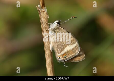 Ein seltener weiblicher Langschwanz-Blauer Schmetterling, Lampides boeticus, der auf einem Grasstamm ruht. Stockfoto