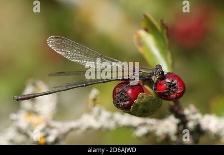 Eine männliche Willow Emerald Damselfly, Chalcolestes viridis, die auf Weißdornbeeren aussticht. Stockfoto