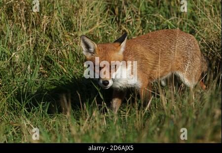 Eine herrliche wild Red Fox, Vulpes vulpes, Jagd im hohen Gras zu essen. Stockfoto