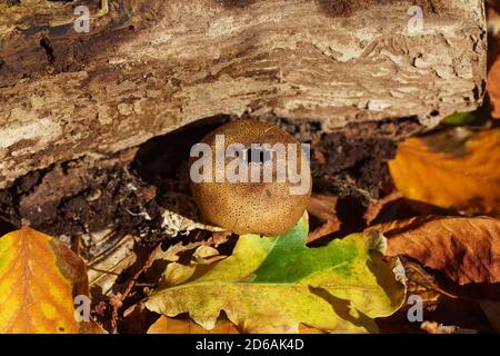 Leopard-Erdballpilz (Scleroderma areolatum), ein Basidiomycete-Pilz der Familie Sclerodermataceae in einem niederländischen Garten im Herbst. Niederlande, Stockfoto