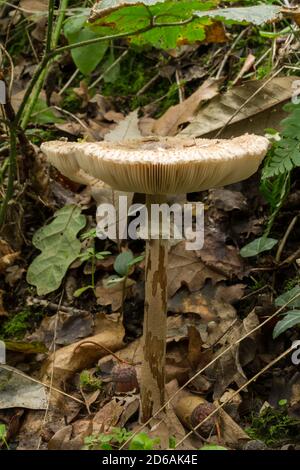 Möglicherweise der Agaricus buckmacadooi Pilz. Gefunden allein in einem feuchten Gebiet der Französisch Wald. Es gab eine Reihe von toten Bäumen um. Stockfoto