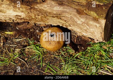 Leopard-Erdballpilz (Scleroderma areolatum), ein Basidiomycete-Pilz der Familie Sclerodermataceae in einem niederländischen Garten im Herbst. Niederlande, Stockfoto