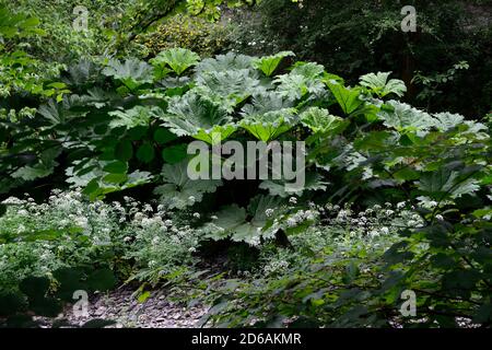 Gunnera Dolmetsch, riesige Rhabarber, Blatt, Blätter, Laub, Wasser liebend, feuchte Erde, invasive Arten, RM floral Stockfoto