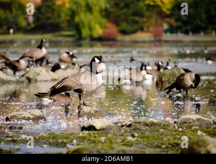 Ottawa, Kanada. Oktober 2020. Kanadagänse (latin Branta canadensis), die an einem milden Herbsttag am Dow's Lake am Rideau Canal nach Süden fahren. Die meisten Kanadagänse haben Staging- oder Rastplätze, wo sie sich mit anderen zusammennähen. Ihre Herbstmigration kann während des frühen Herbstes in der Hauptstadt beobachtet werden. Kredit: Meanderingemu/Alamy Live Nachrichten Stockfoto