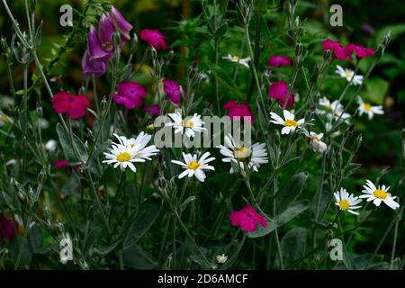 Lychnis coronaria Gärtner Welt, Leucanthemum vulgare, Ochsenauge Gänseblümchen, rote weiße Blumen, Blüte, gemischte Pflanzung Schema, Garten, Gärten, RM Blumen Stockfoto