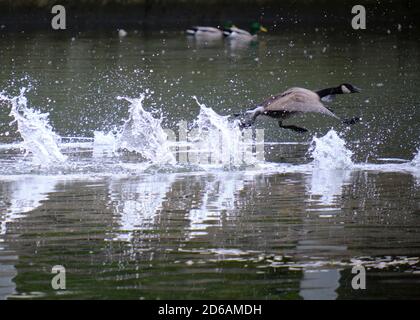 Ottawa, Kanada. Oktober 2020. Kanadagänse (latin Branta canadensis), die an einem milden Herbsttag am Dow's Lake am Rideau Canal nach Süden fahren. Die meisten Kanadagänse haben Staging- oder Rastplätze, wo sie sich mit anderen zusammennähen. Ihre Herbstmigration kann während des frühen Herbstes in der Hauptstadt beobachtet werden. Kredit: Meanderingemu/Alamy Live Nachrichten Stockfoto