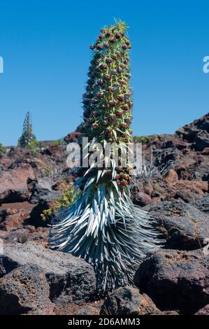 Haleakala Silverswords (Argyroxiphium sandmicense subsp. Macrocephalum) in voller Blüte, entlang einer Parklandschaft in Maui, Hawaii. Nur auf dem hohen Maui gefunden Stockfoto