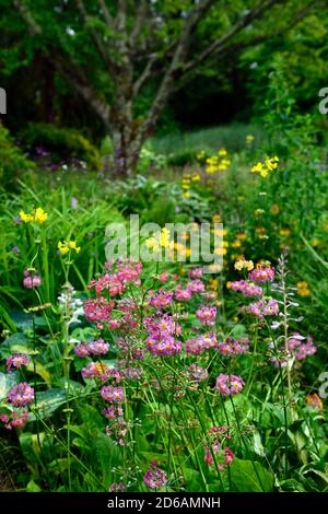 japanische Primueln, primula japonica, Masse, massiert, Pflanzen, mischen, gemischt, Farben, gelb, rosa, lila, rot, orange, mehrjährig, RM Floral Stockfoto