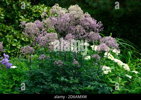 Thalictrum Elin, hohe Wiese rue, Lacy blau-grüne Laub, violett, lila Blumen, Blüte, RM floral Stockfoto