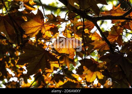 Blätter von Norwegenahorn (Acer platanoides 'Royal Red') Stockfoto