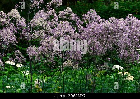 Thalictrum Elin, hohe Wiese rue, Lacy blau-grüne Laub, violett, lila Blumen, Blüte, RM floral Stockfoto