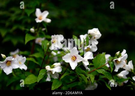 Philadelphus Belle Etoile, Mock Orange, weiße Blume, Blumen, Blüte, Laub, Sträucher, duftend, duftend, Nahaufnahme, Mock Orange, RM Floral Stockfoto