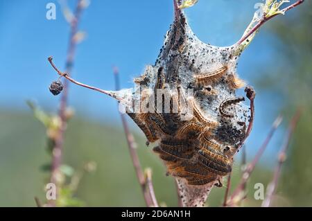 Nest aus orangefarbenen, schwarzen und weißen Fuzzy Tent Raupen im Yellowstone National Park. Stockfoto