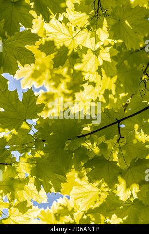 Blätter von Princeton Gold Norwegen Ahorn (Acer platanoides 'Princeton Gold') Stockfoto