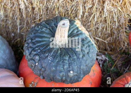 Winkelansicht der Landwirte Markt Stapel von Kürbissen . Hochwertige Fotos Stockfoto