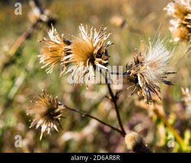 Unkraut im Herbst Stockfoto