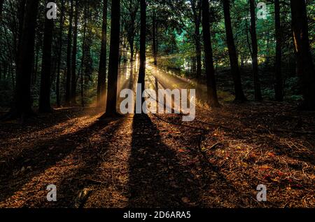 Waldbäume von der aufgehenden Sonne hinterleuchtet. Werfen lange Schatten auf den Waldboden Stockfoto