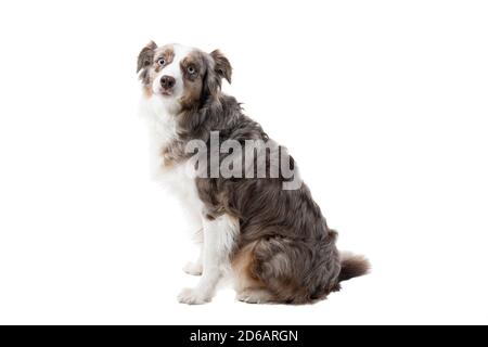 Braun und weiß Australian Shepherd Hund sitzt seitlich isoliert in Weißer Hintergrund, der auf die Kamera schaut Stockfoto