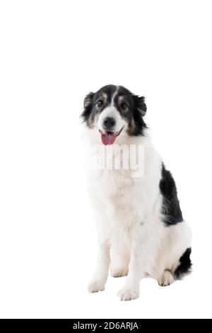 Schwarz und weiß Australian Shepherd Hund sitzt isoliert in weiß Vorderansicht im Hintergrund Stockfoto